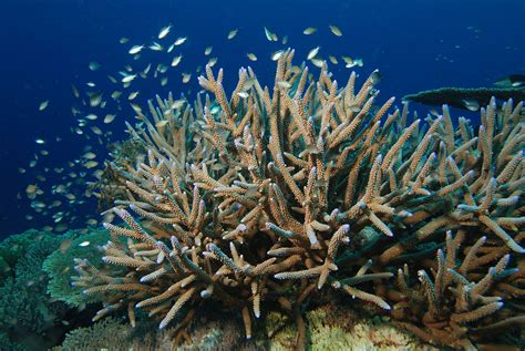 Staghorn Coral Wikipedia