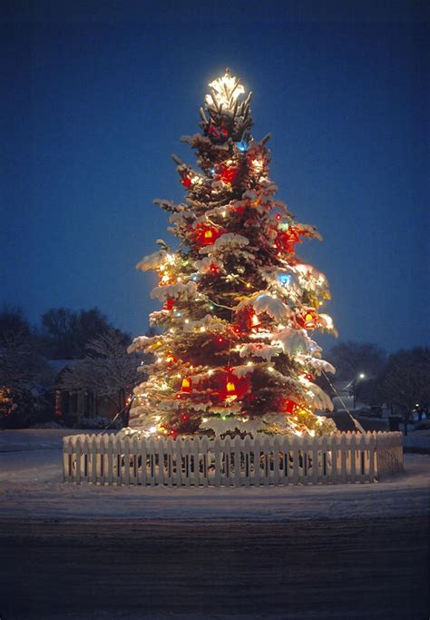Outdoor Christmas Tree By Utah Images