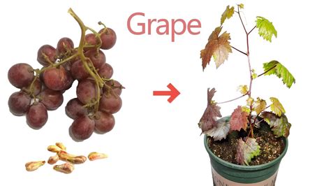 Growing Grape From Seed Time Lapse How To Grow Vines From Seed Grape