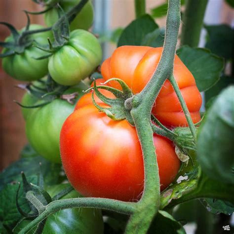Tomato Beefsteak — Green Acres Nursery And Supply