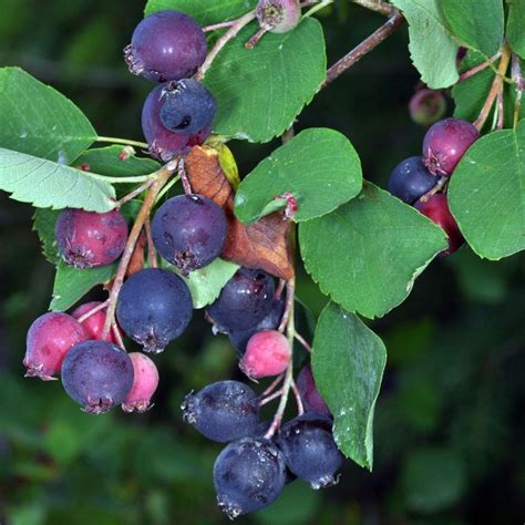 Amelanchier Alnifolia Saskatoon Berry Świdośliwa Olcholistna