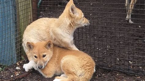 Pure Alpine Dingo Cubs Found In Victorias High Country