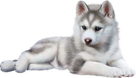 Baby Wolf Png Transparent Baby Wolfpng Images Pluspng