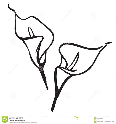 Illustration About Calla Lily Flower Simple Line Drawing Vector
