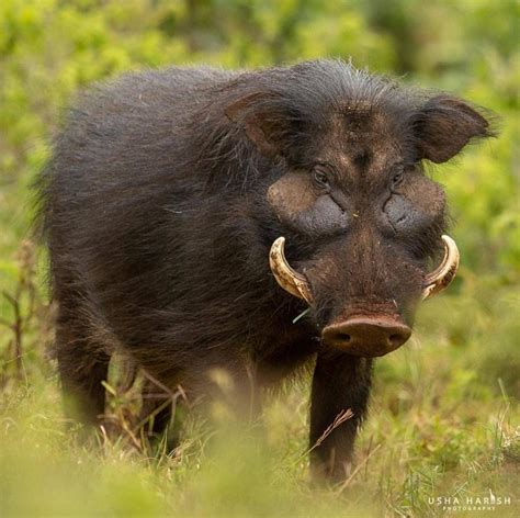 The Giant Forest Hog Unknown To Most Is The Largest Species Of