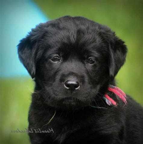 Everything you need to know about cute labrador retriever puppies labrador retriever puppies also their coat is typically golden or red; Black Labrador Retriever Puppies For Sale Near Me | PETSIDI