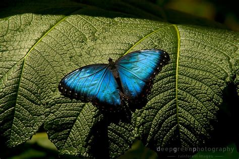 Amazon Rainforest Blue Morpho Butterfly