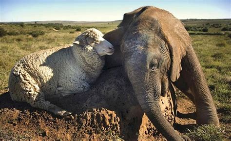 20 Amazing And Completely Unlikely Animals Who Became Best Friends