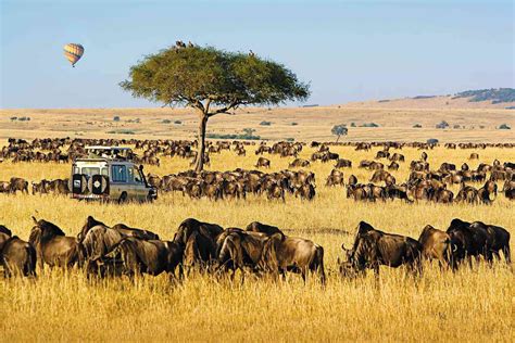 The Ultimate Adventure To African Safari Vacation Packages My Lead Blog