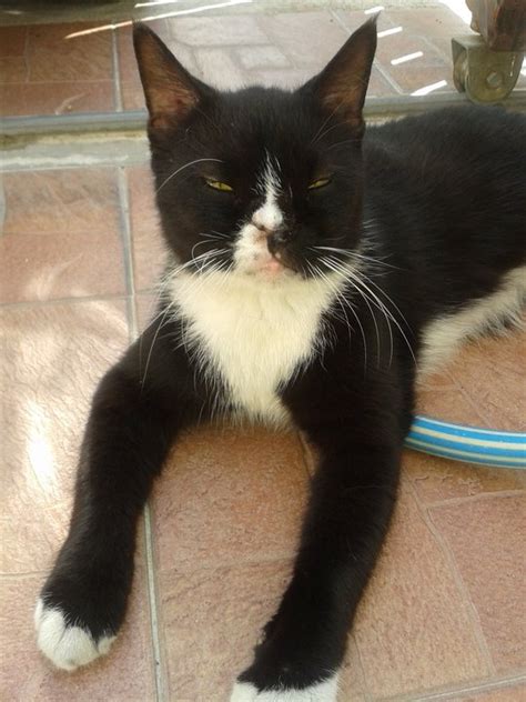 Domestic Medium Hair Tuxedo Cat Adopted 4 Years 9