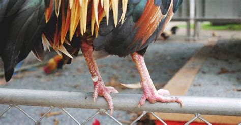 Are you getting confused putting those new spur straps on? Rooster Spurs: Should You Trim or Remove Them, and How to ...