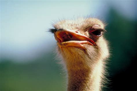 The Habitat And Food Sources Of The Ostrich Animals Momme