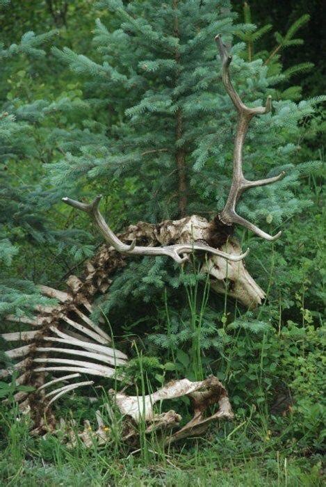 Still Intact Deer Skeleton What Are The Odds Rnatureismetal