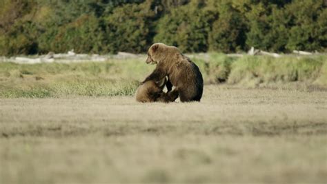 Two Grizzly Bears Mating Dance Play Stock Footage Video 100 Royalty