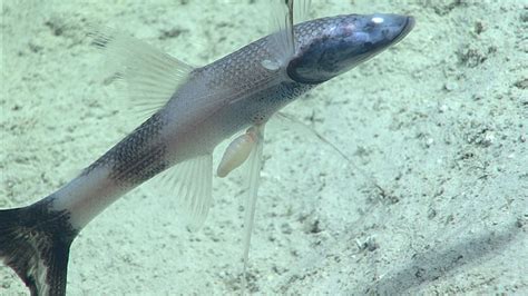 This Tripod Fish Bathypterois Viridensis Hosted Several Amphipod