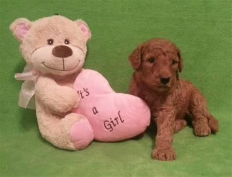 Reserve a toy f1 goldendoodle from jessa's litter below, or click here to reserve a future puppy from a different litter now. Goldendoodle F1b Puppies- Red!! for Sale in Zephyrhills ...