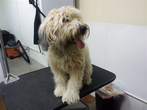 Look out for variences of coat types. The Writing Groomer: Matted Wheaten