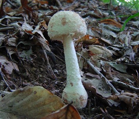 Amanita Daucipes At Indiana Mushrooms