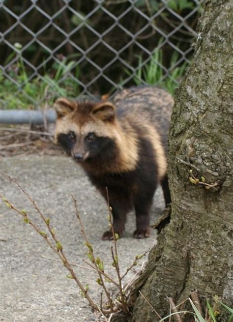 Japanese Raccoon Dog Wildlife In Japan