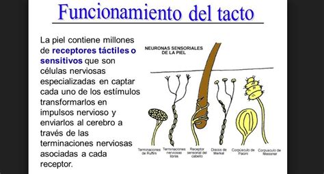 ¿cómo Funciona El Sentido Del Tacto ¿qué Es Y Cómo Funciona El Tacto