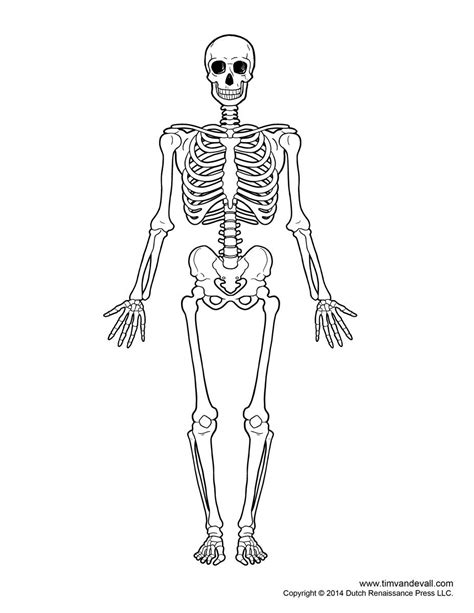 Describe the bones and bony landmarks that articulate at each joint of the lower limb. Skeletal System Diagram Without Labels Printable Human ...