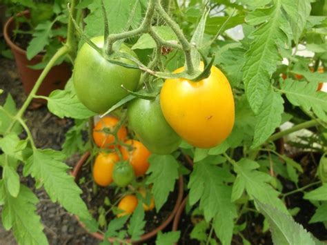 Tomate Orange Banana Samen Nutzpflanzen Gartenpflanzende