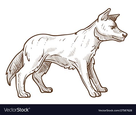 Wild Dog Dingo Breed Isolated Sketch Australian Vector Image