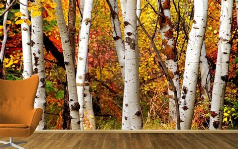 From The Desk Of Laurie Laizure Customized Walls Pretty Birch Tree