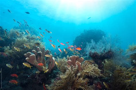 Beautiful Coral Reef Del Colaborador De Stocksy Jovana Milanko