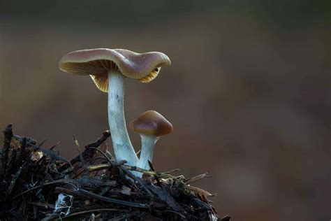 Psilocybin In ‘magic Mushrooms Helping Depression Ocd Yale School Of