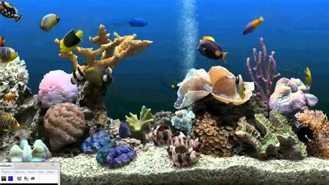 How To Get An Aquarium As Your Desktop Background Xp