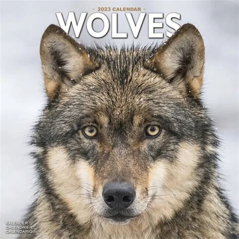 CALENDRIER 2023 LOUPS EUR 12 50 PicClick DE