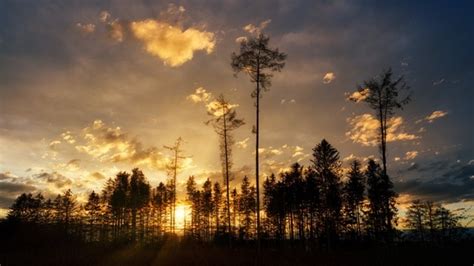 Free Photo Silhouette Of Trees Under Cloudy Sky During Sunset