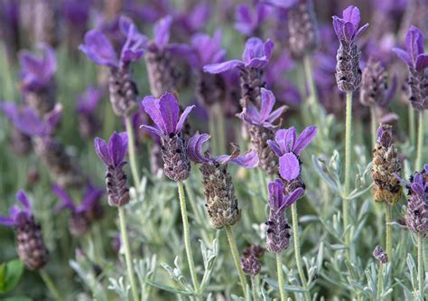 Spanish Lavender Plant Care And Growing Guide 2022