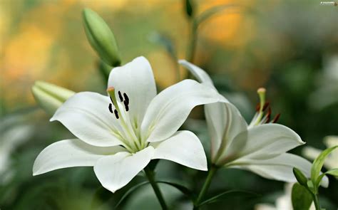 Close White Lilies For Desktop Wallpapers 3000x1872