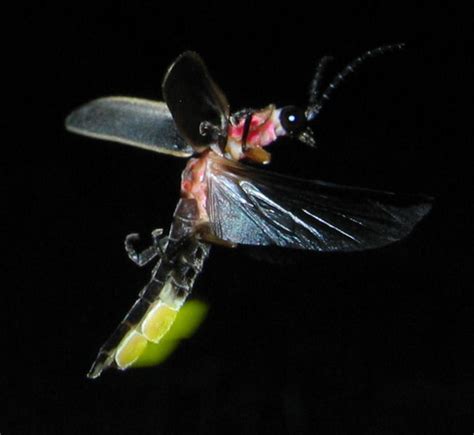 12 Interesting Facts About Fireflies Owlcation