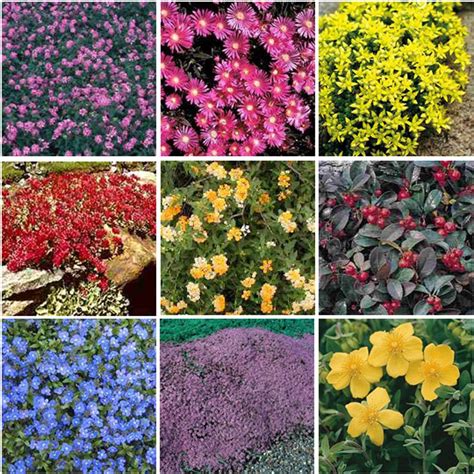 Colorful Groundcovers Ground Cover Plants Plants Outside Plants