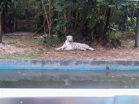 Zoo ini sebenarnya diuruskan oleh persatuan zoological malaysia (badan bukan kerajaan tau). emencer: Harga tiket Zoo Negara 2013