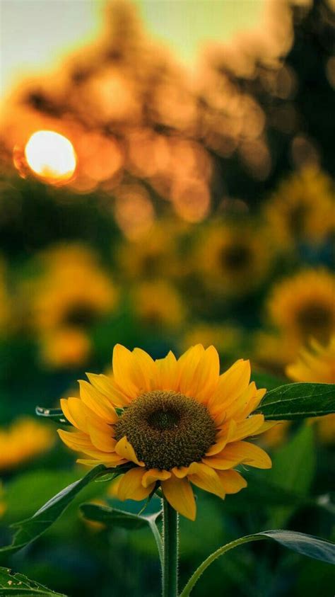 Pin By Lili Ortiz On Girasoles Sunflower Photography Flower