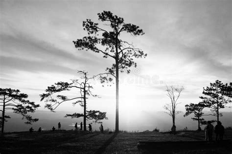 Beautiful Sunrise With Silhouette Pine Trees In Black And White At Pha