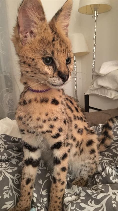 F1 Serval Cat Size Stormy Perryman
