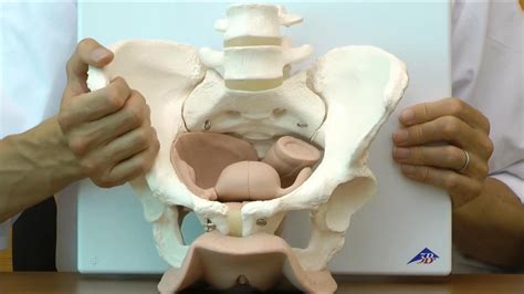女性器・骨盤内臓を確認できる女性骨盤模型│l31 Youtube