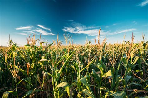 Green Maize Corn Field Plantation In Summer Agricultural Season
