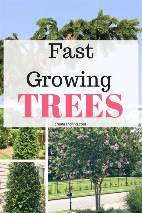 Fast Growing Privacy Trees You Can Plant For Quick Growing Shade And