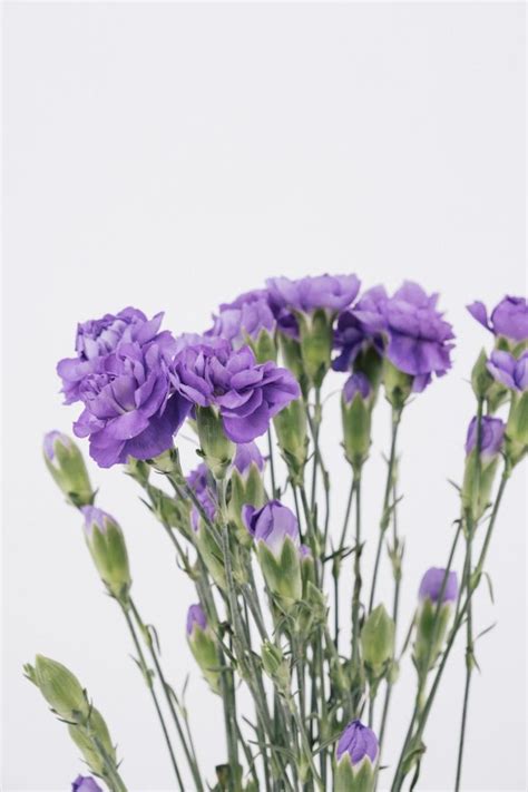 CARNATION MINI PURPLE Flora Fresh