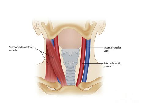 Neck Muscle And Blood Vessel Anatomy Photograph By Maurizio De Angelis