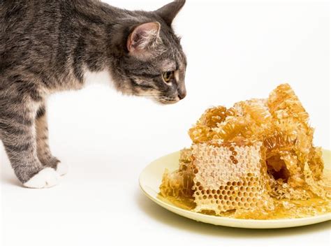 Cats are obligate carnivores, which means that they need meat to live. Can Cats Eat Honey | Organic Facts