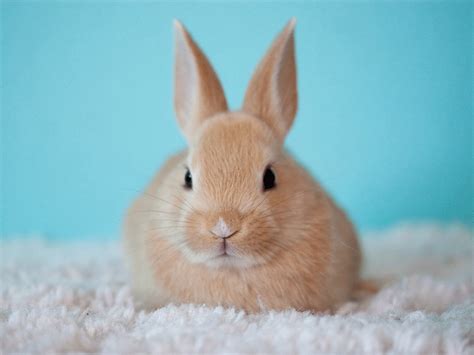 The Cost Of A Rabbit Goddard Veterinary Group