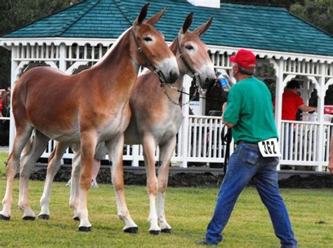 Draft Mules Donkeys And Mules Learn About Horsehealth Horsecolic