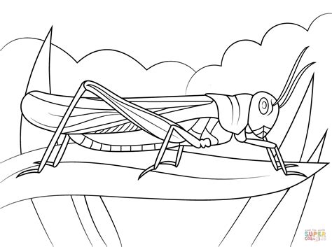 This coloring page features a picture of mountain to color. Rocky Mountain Elk Coloring Page - Coloring Home